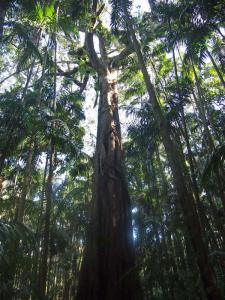 Ficus&Archo's .jpg